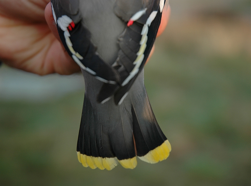 Bohemian Waxwing, Sundre 20060503